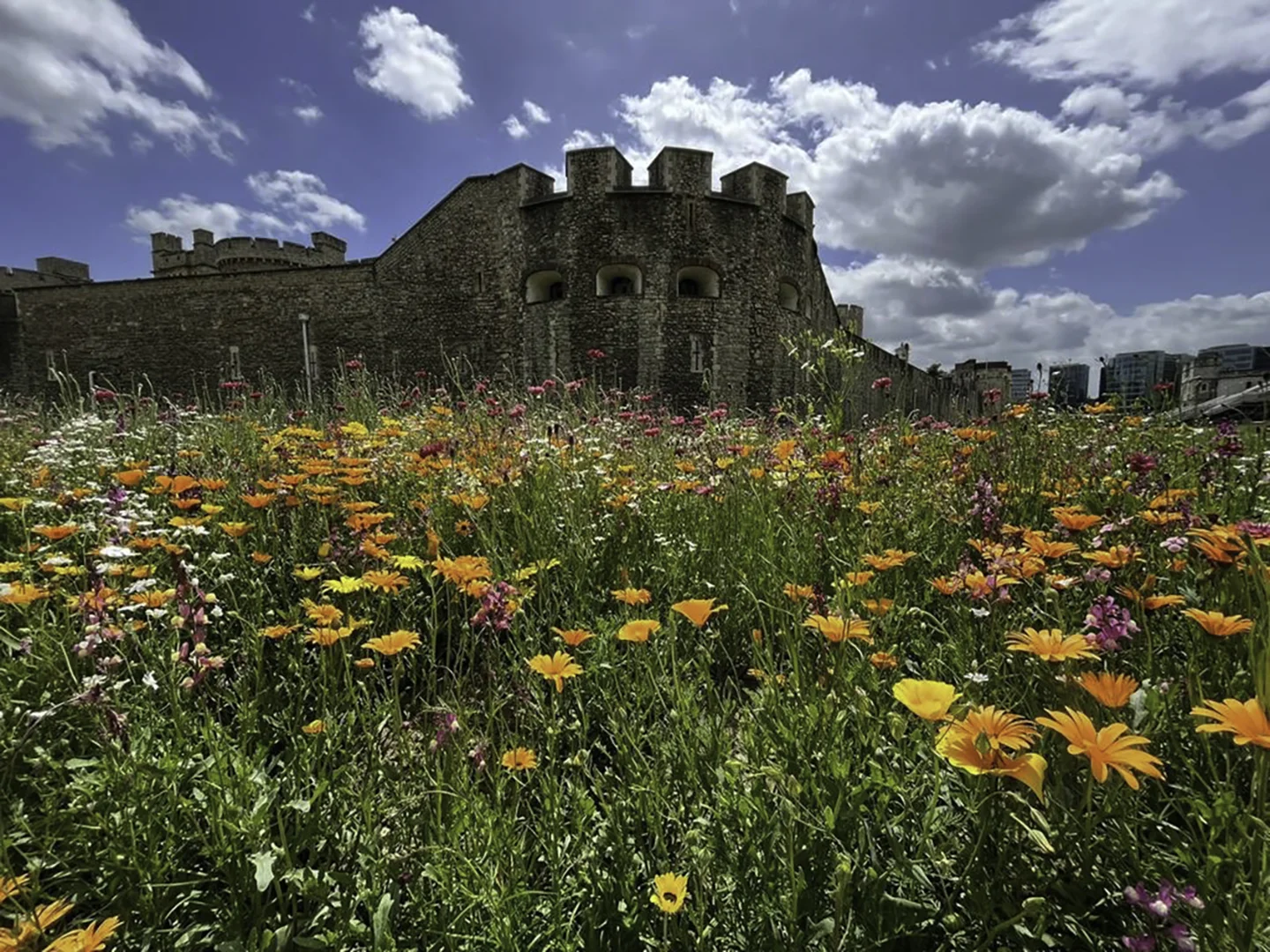 Preserving the heritage of the Tower of London using lime mortar