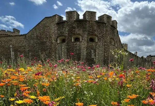Preserving the heritage of the Tower of London using lime mortar